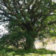Bäume