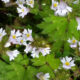 Blüten