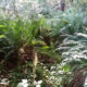 Hoh-Forrest
